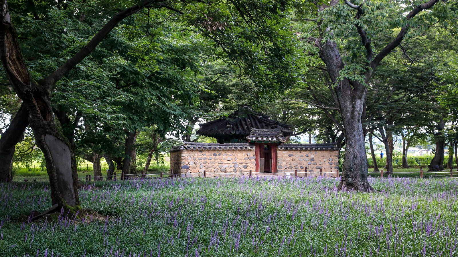 경주 계림의 숲