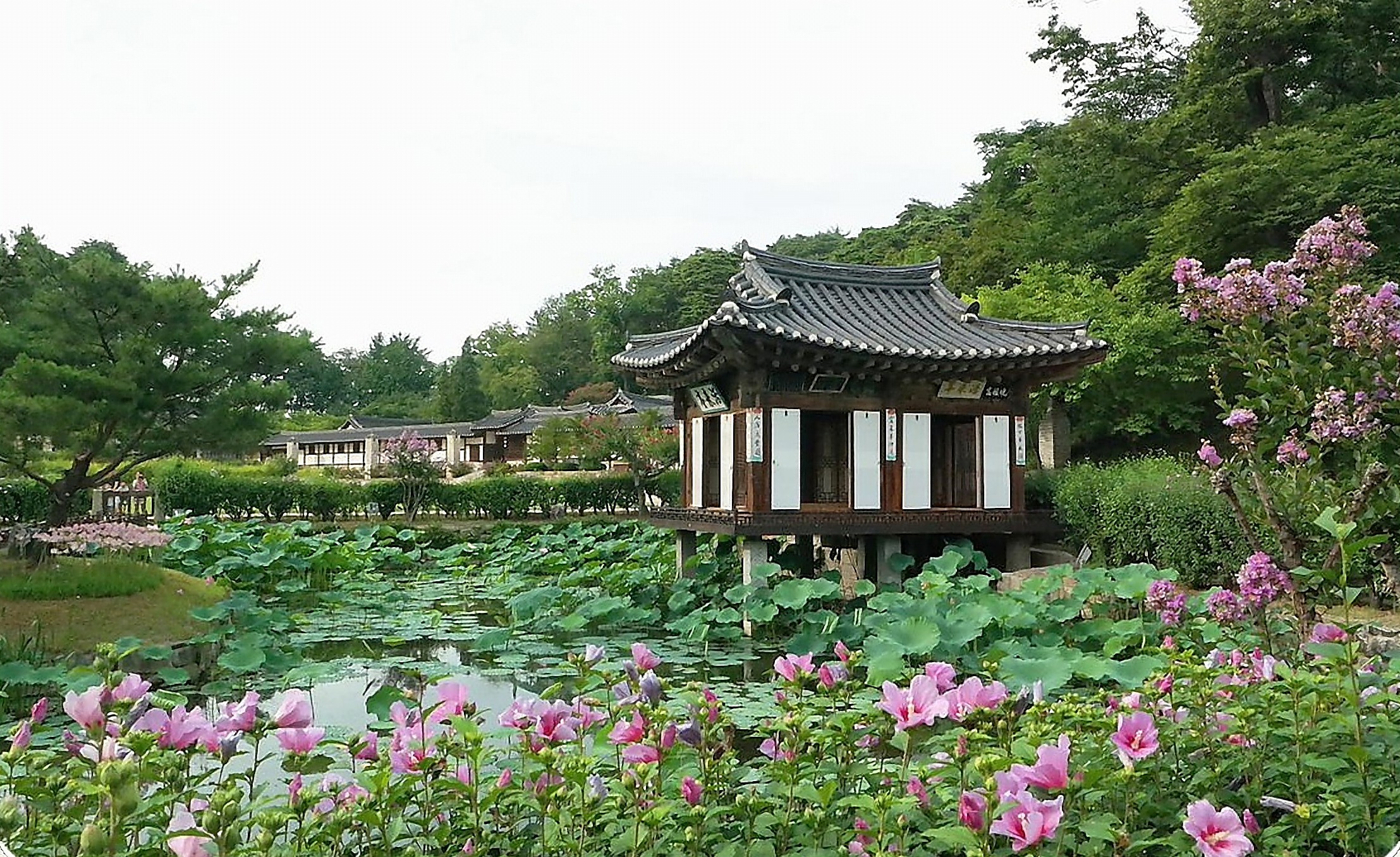 선교장 한옥과 연꽃 핀 활래정 연못